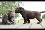 Video - Katzen treffen das erste mal einen Hunde-Welpen