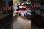 Video - Katzenstreit