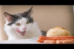 Video - Lustiges Video mit Katzen und Kätzchen für gute Laune