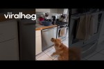 Video - Retriever und die Popcorn-Maschine
