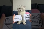 Video - Katze mit eigenem Willen