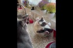 Video - Zwei lustige Katzen