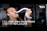 Video - Ziemlich nahe dran an wilden Tieren