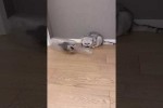 Video - Kätzchen in der Flasche
