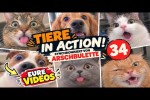 Video - Tiere in Action 33