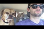 Video - Tiere sind schlau
