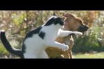Video - Wer ist der Boss im Haus? Eine Zusammenstellung lustiger Katzen und Hunde für gute Laune