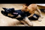 Video - Die lustigsten Tiere - Spaß mit Katzen und Hunden 2023 - LA 130