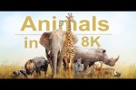 Video - Wild animals