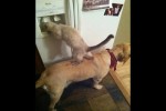 Video - Ein Freund wird immer helfen! Lustige Videos mit Hunden, Katzen und Kätzchen
