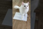Video - Tic Tac Toe mit einer Katze