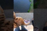 Video - Ausflug mit der Katze