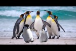 Video - Funny penguins