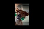 Video - Hund ist überrascht