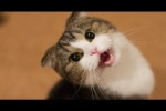 Video - Lustige Katzen miauen