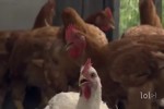 Video - da lachen ja die Hühner