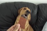 Video - Er mag einfach keine Schokolade essen
