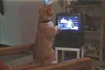 Video - die Boxer-Katze