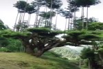 Video - Bäume, auf denen Bäume wachsen