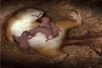 Video - Eichhörnchen kommen auf die Welt
